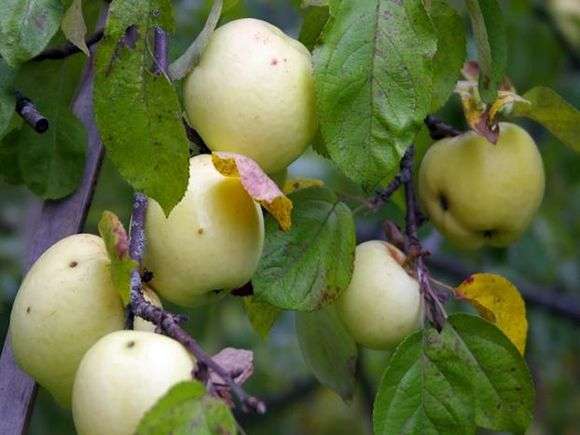 Variedade de maçãs Antonovka