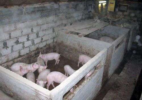 Instalações para porcos