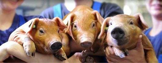 Hibridização em porcos
