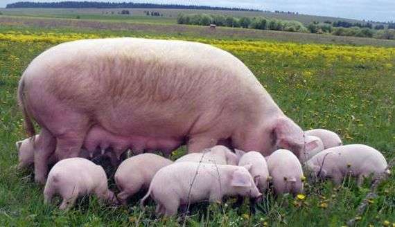 Aspectos básicos da criação em porcos