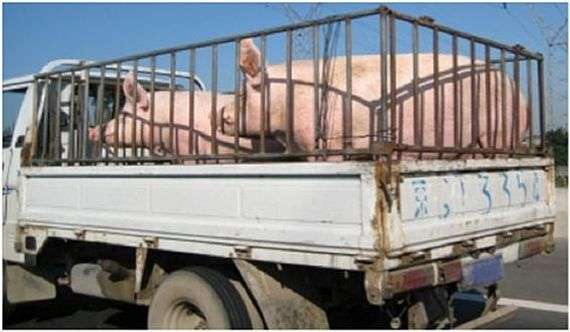 Regras para o transporte de porcos