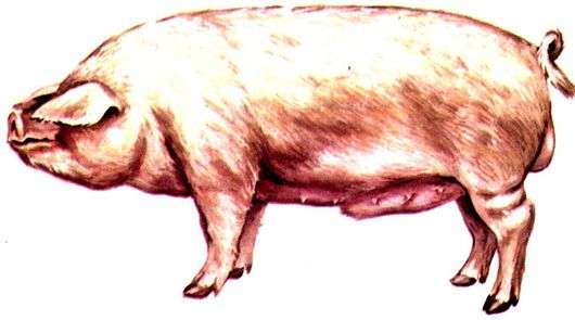 Raça de Livenskaya de porcos