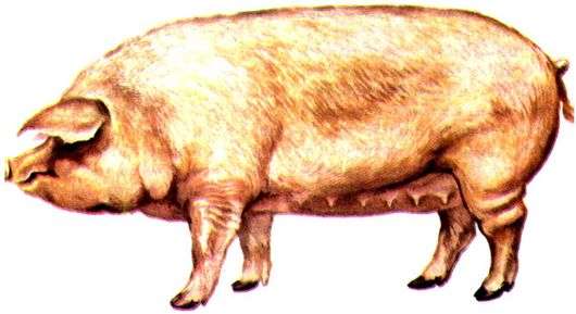 Urzhum raça de porcos