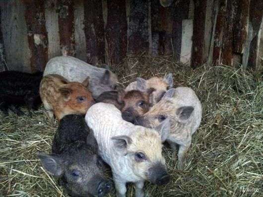 A raça dos porcos mangalitsa húngaro
