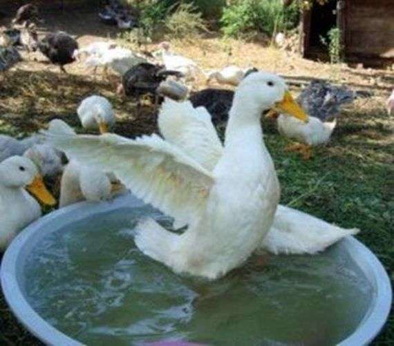 Como cuidar adequadamente de patos