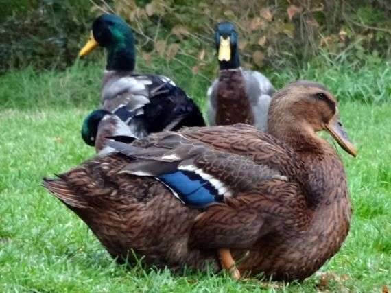 Raça rouen de patos