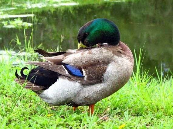 Raça rouen de patos