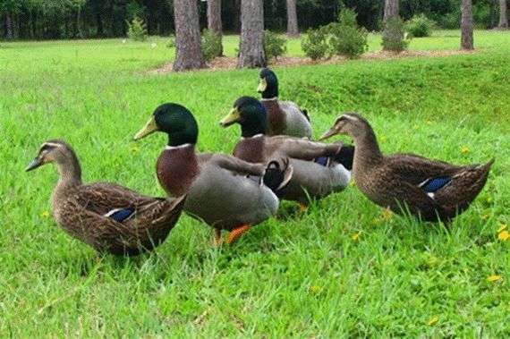 Raça rouen de patos