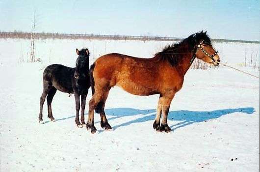 Mezenskaya raça de cavalos
