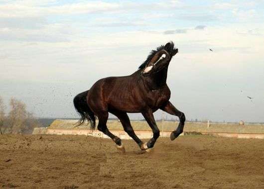 Raça de cavalo ucraniano de cavalos