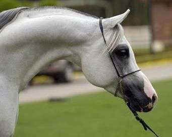 Raça cavalo árabe