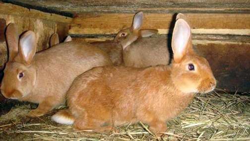 Raça nova Zelândia de coelhos