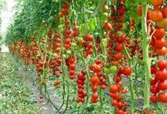 Seleção de variedades de tomate