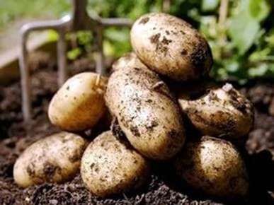 Adubo para batatas ao plantar