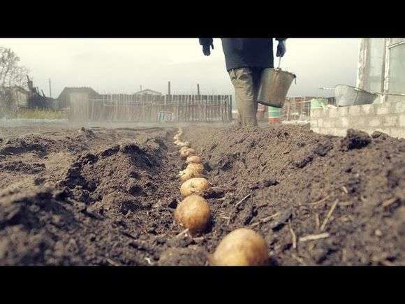Adubo para batatas ao plantar