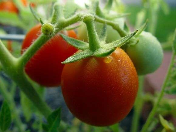 Cultivo e cuidado de tomates