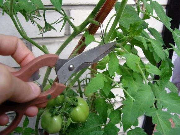 Como cortar tomates em uma estufa