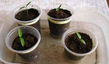 Plantando pimenta em mudas