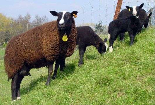 A raça de ovelhas Zwartbles