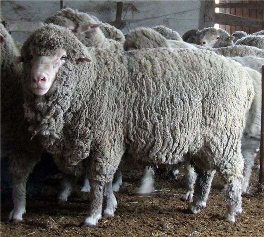 A raça de ovelhas Prekos