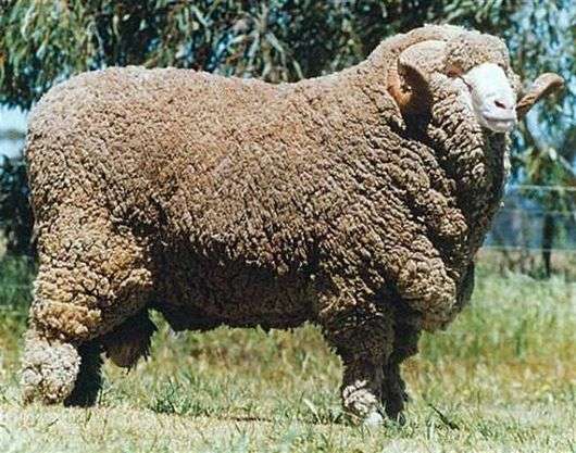 As ovelhas Tonkorunnaya criam Merino Soviético
