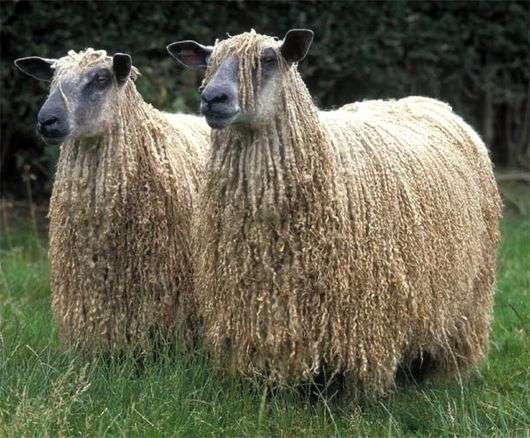 Raça de cabelos compridos russa de ovelhas