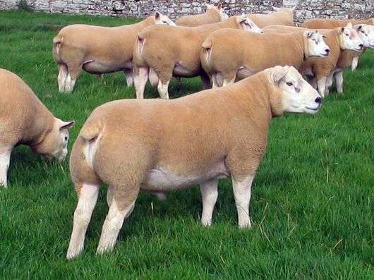 A raça de ovelhas Texel