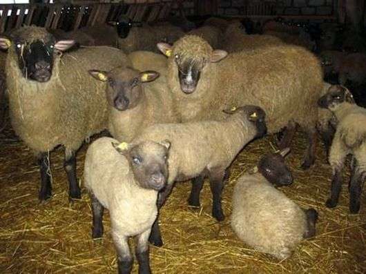 Raça de ovelhas Gorky