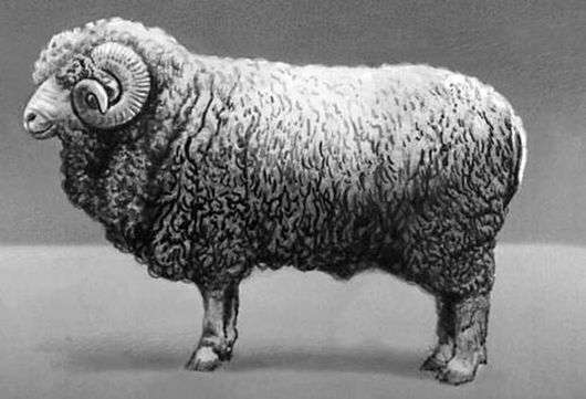 Grozny raça de ovelhas