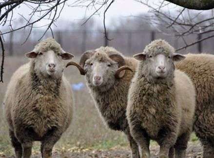 Grozny raça de ovelhas