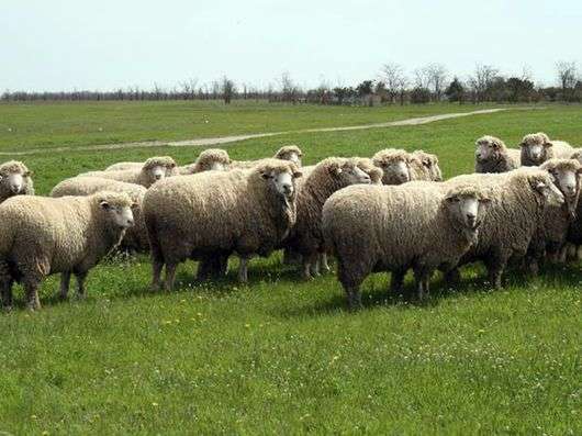 Raça de Volgogrado de ovelhas