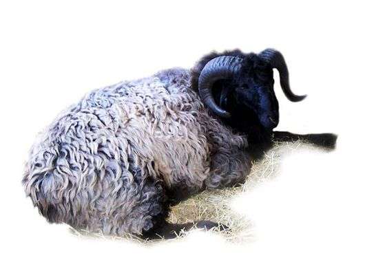 Raça Karakul de ovelhas