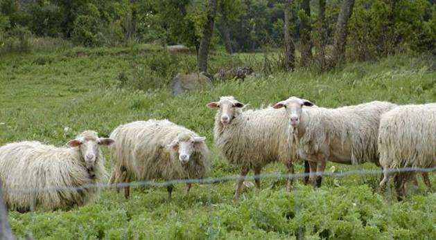 Raça branca de ovelhas