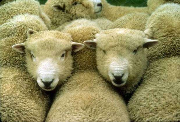 Raça de ovelhas Tsigay
