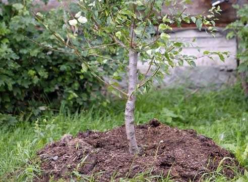 Plantar macieiras na primavera