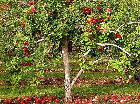 Plantar macieiras na primavera