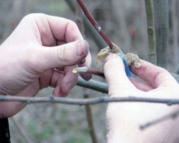 Como fazer cálices de jardim sozinho