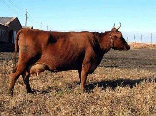 Gado vermelho Gorbatov de vacas