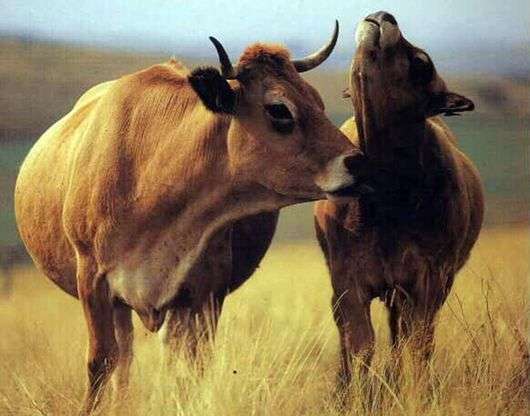 A raça de vacas Obrik