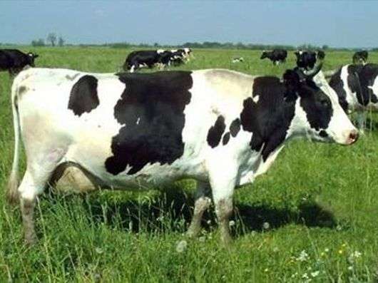 Tagilskaya raça de vacas
