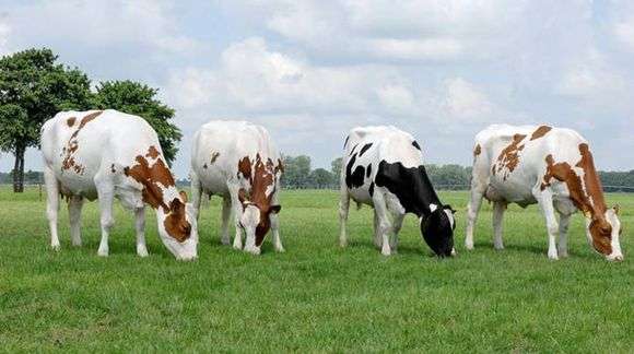 Raça holandesa, de, vacas