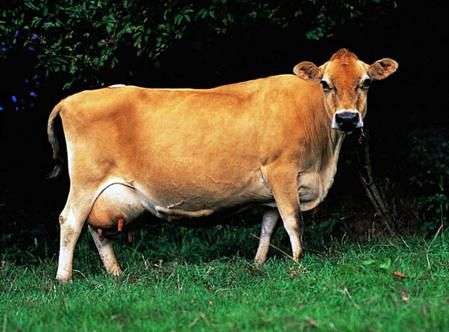 Raça de Jersey de vacas