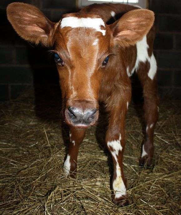 Raça de vacas Ayrshire