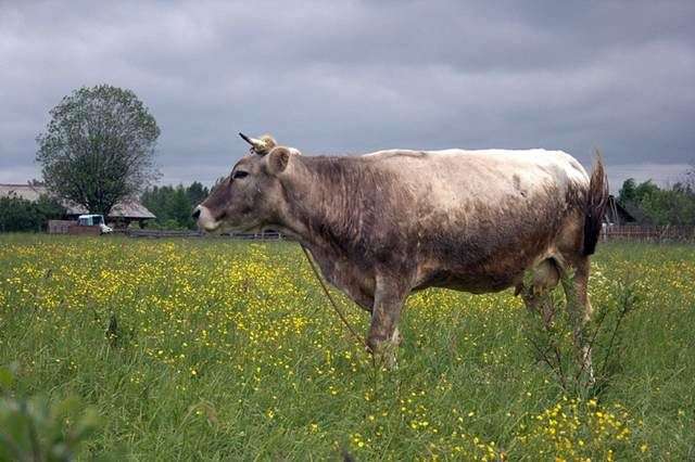 Kostroma raça de vacas