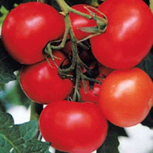 Variedade de tomates Evpator