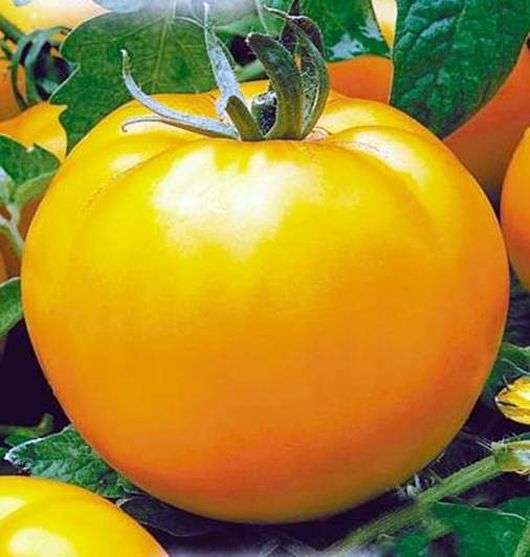 Variedade de tomates laranja