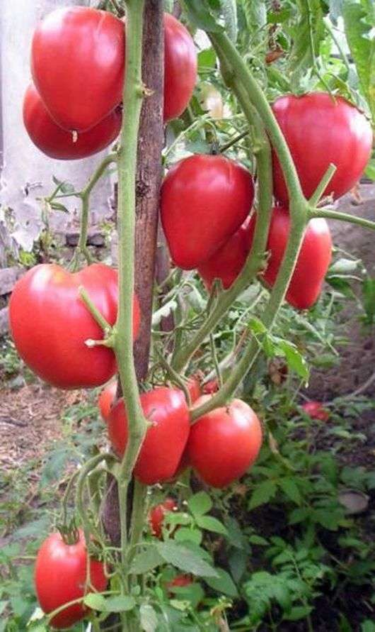 Variedade de Tomate Milagre da Terra