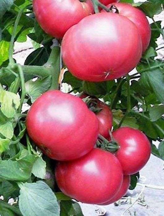 Variedade de Tomate Mel Rosa