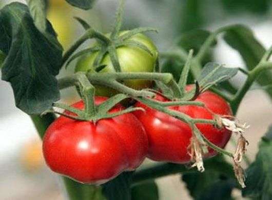 Variedade de tomates Milagre do mercado