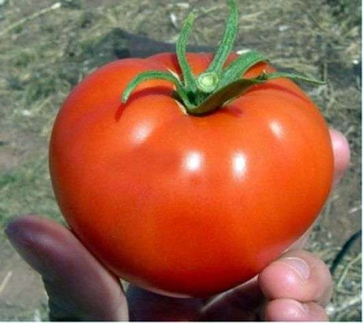 Variedade de tomates Kirzhach